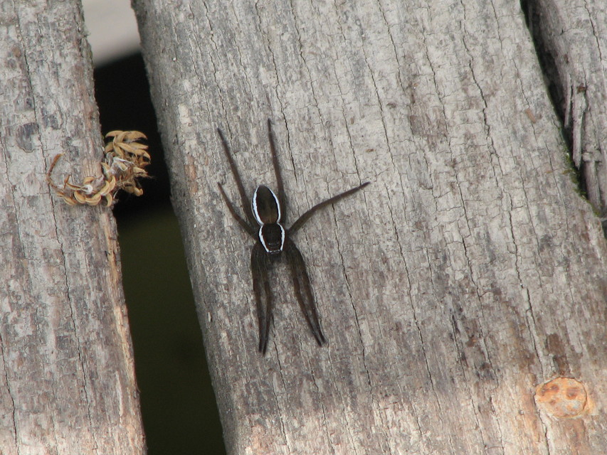 Dolomedes fimbriatus - szegélyes vidrapók