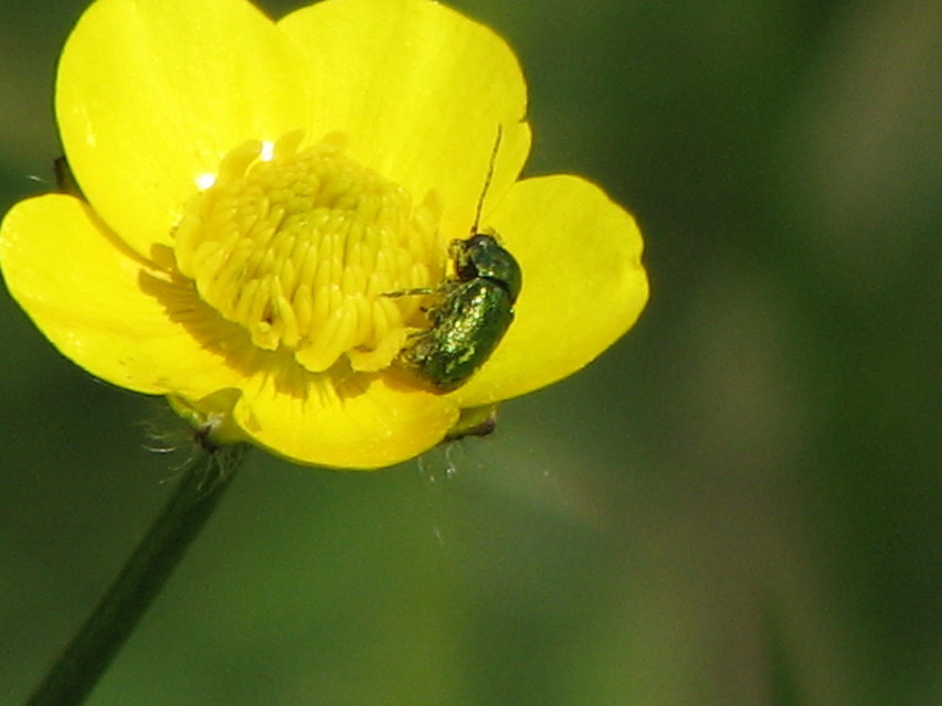 Cryptocephalus
