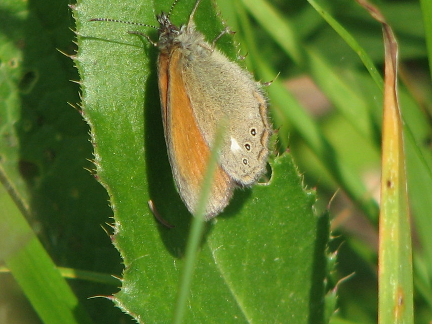 Coenonympha glycerion - közönséges szénalepke