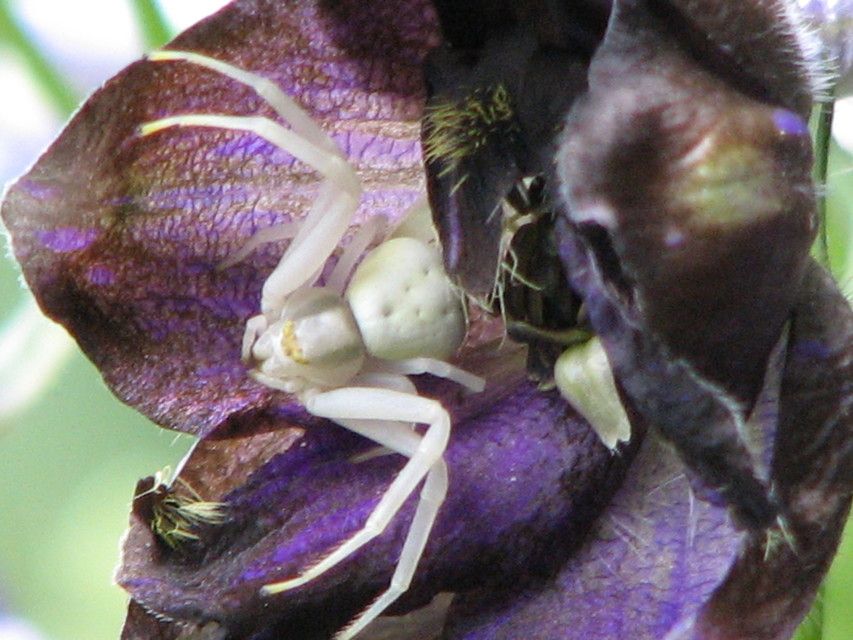 Misumena vatia - viráglakó karolópók