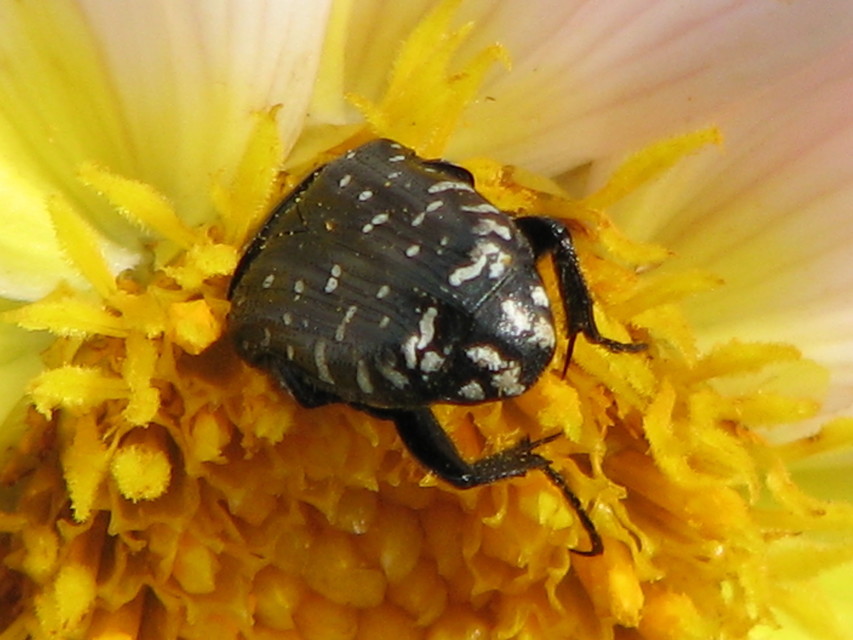 Oxythyrea funesta - sokpettyes virágbogár