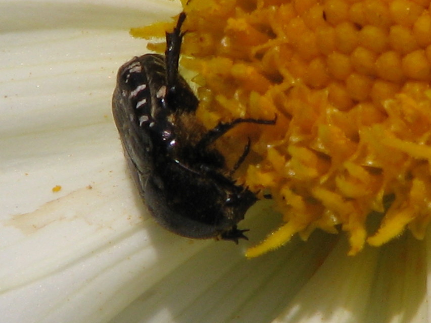 Oxythyrea funesta - sokpettyes virágbogár