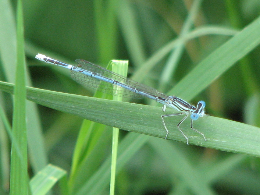 Platycnemis pennipes - széleslábú szitakötő