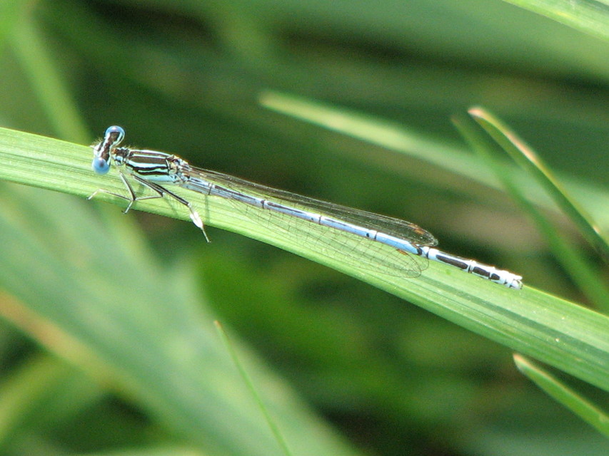 Platycnemis pennipes - széleslábú szitakötő