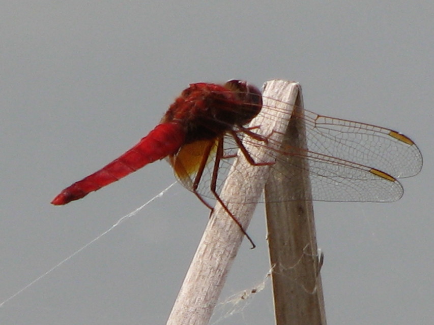 Crocothemis erythraea - skarlát szitakötő