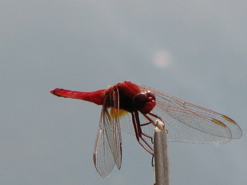 Crocothemis erythraea - skarlát szitakötő