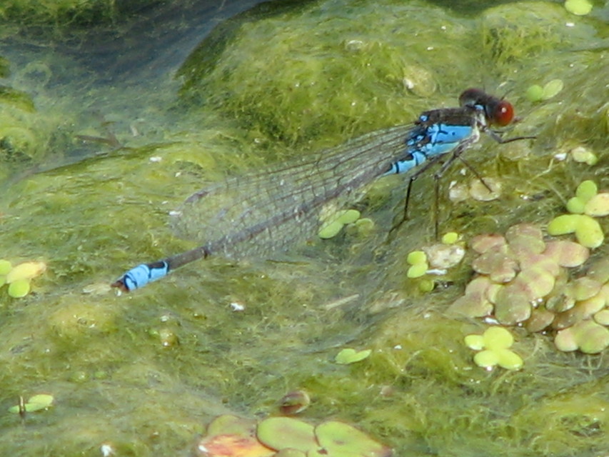Erythromma viridulum - kis pirosszemű-légivadász