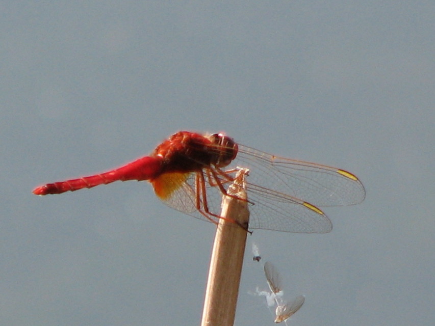 Crocothemis erythraea - skarlát szitakötő