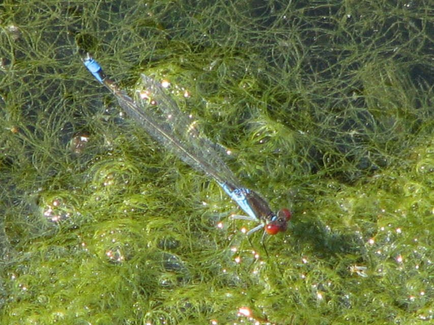 Erythromma viridulum - kis pirosszemű-légivadász