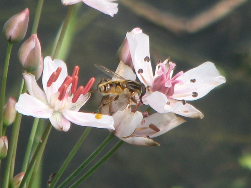 Mesembrius peregrinus - európai mocsárlégy