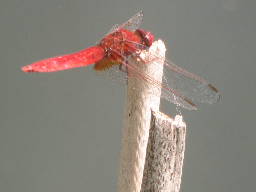 Crocothemis erythraea - skarlát szitakötő
