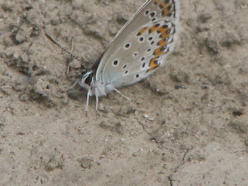 Plebejus argyrognomon - tintakék boglárka