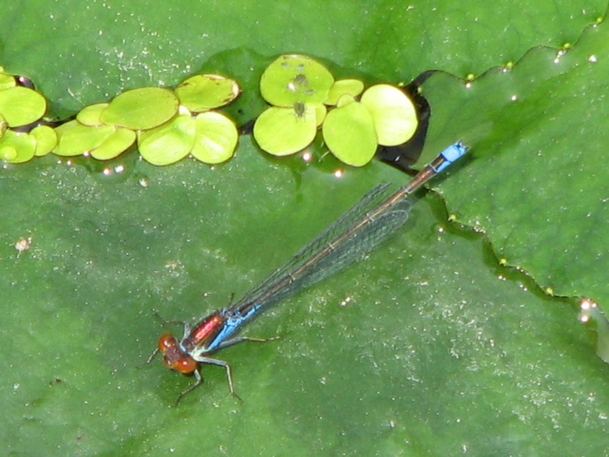 Erythromma viridulum - kis pirosszemű-légivadász