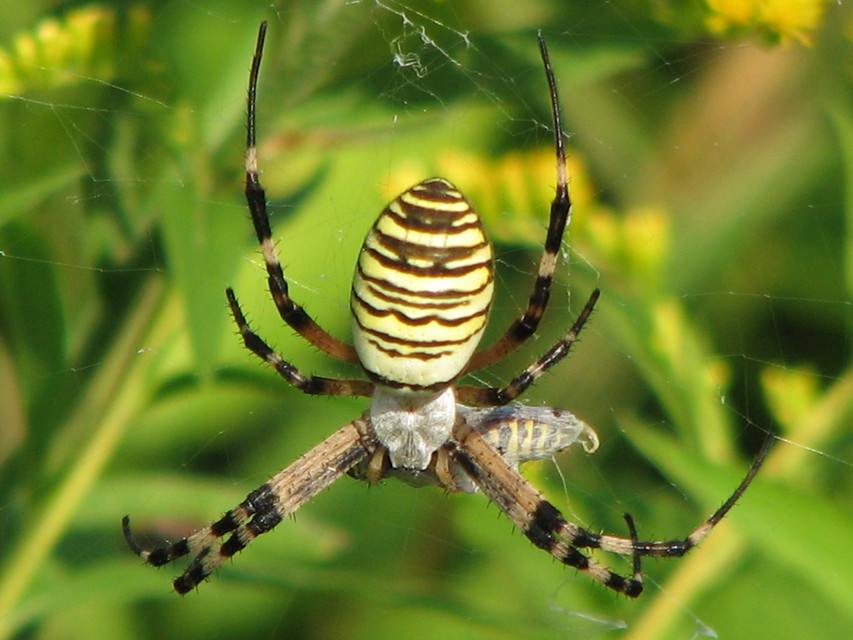 Argiope bruennichi - darázspók