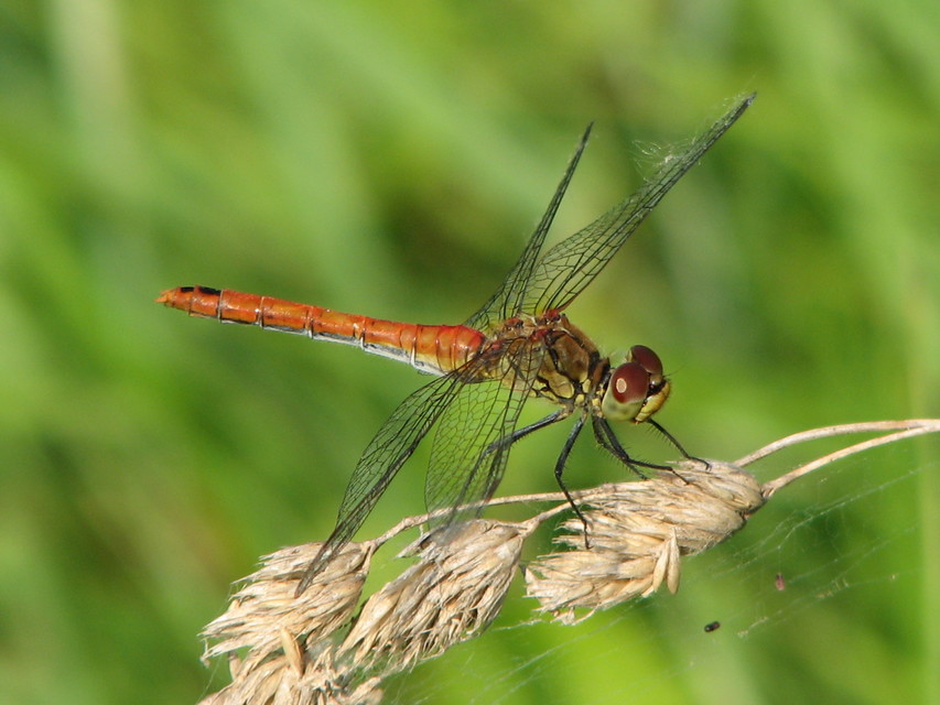 Sympetrum sanguineum - vörös katona-szitakötő