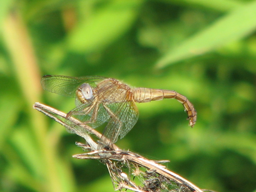 Crocothemis erythraea - skarlát szitakötő
