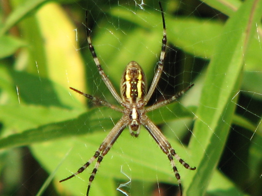 Argiope bruennichi - darázspók