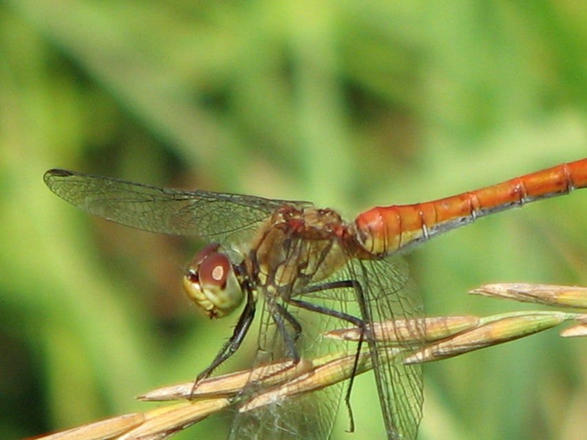 Sympetrum sanguineum - vörös katona-szitakötő