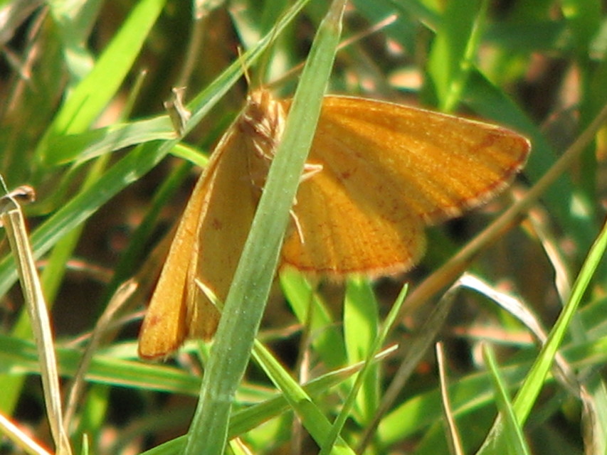 Lythria purpuraria - bíborsávos araszoló