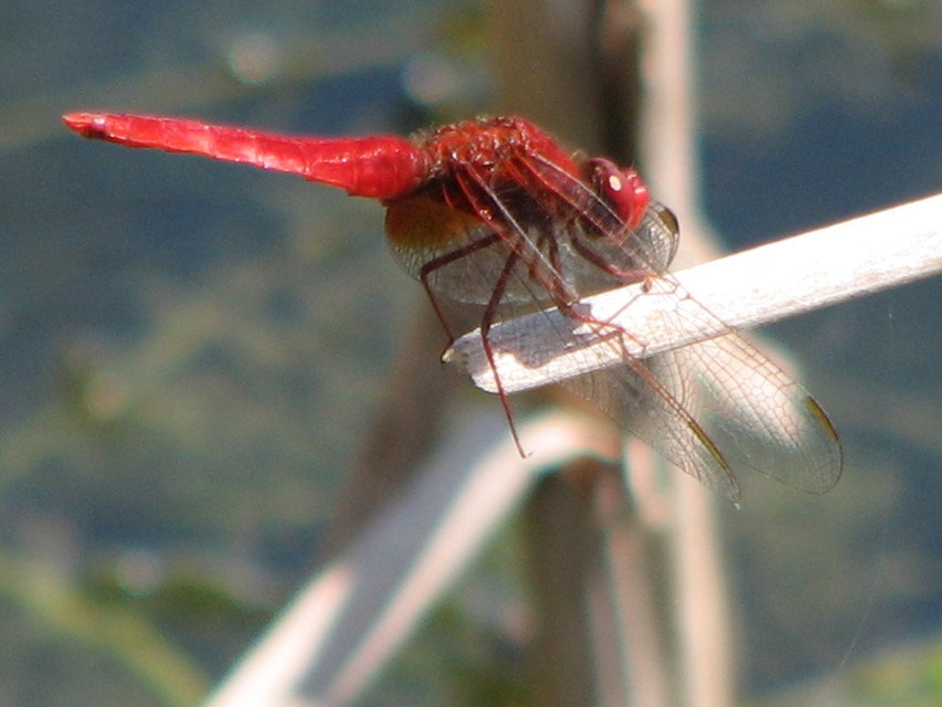Crocothemis erythraea - skarlát szitakötő