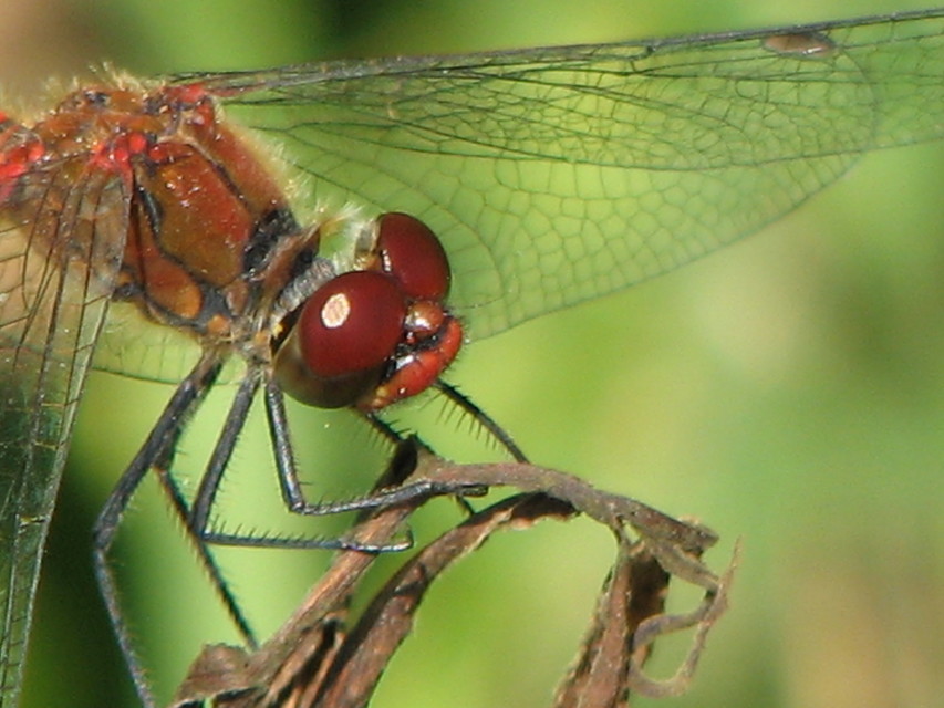 Sympetrum sanguineum - vörös katona-szitakötő