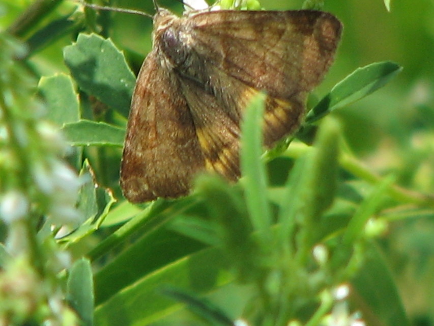 Euclidia glyphica - közönséges nappalibagoly