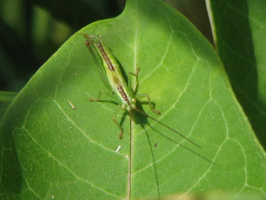 Conocephalus fuscus - kis kúpfejűszöcske