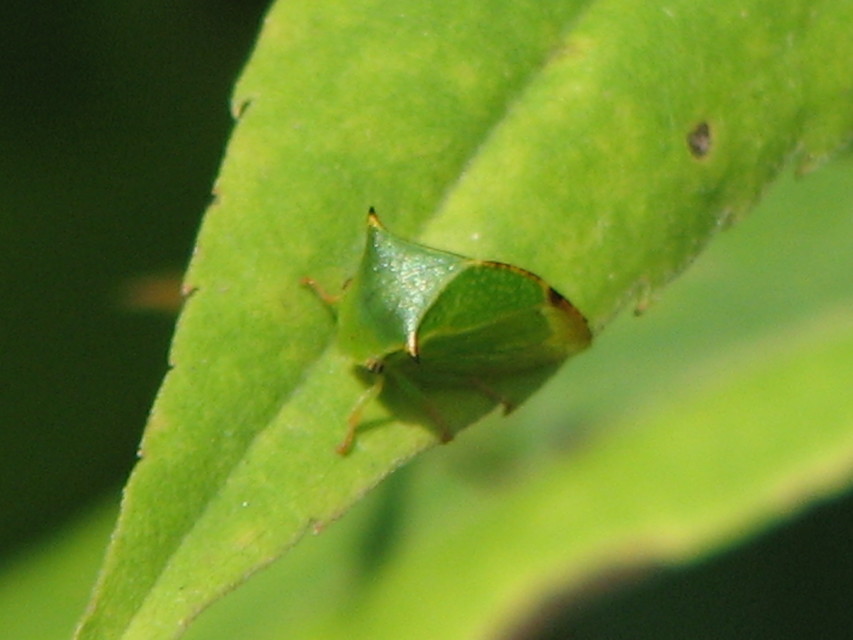 Stictocephala bisonia - bivalykabóca