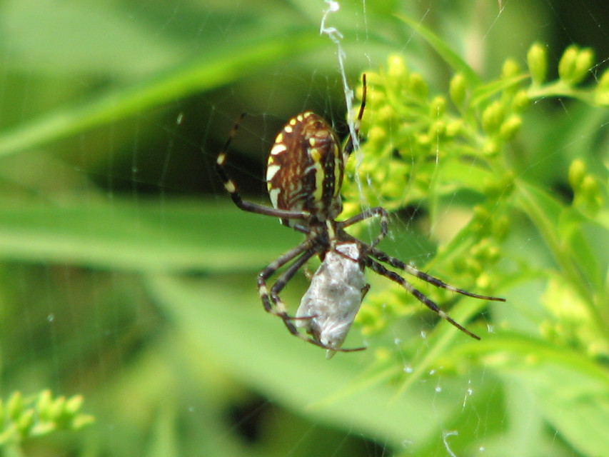 Argiope bruennichi - darázspók