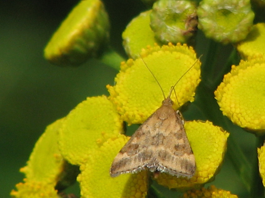 Pyrausta despicata - réti bíbormoly