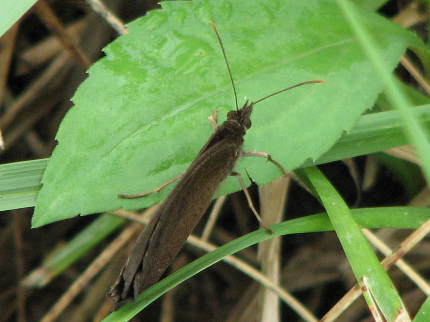 Minois dryas - fekete szemeslepke