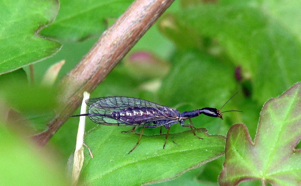 Raphidioptera - Tevenyakú-fátyolkák