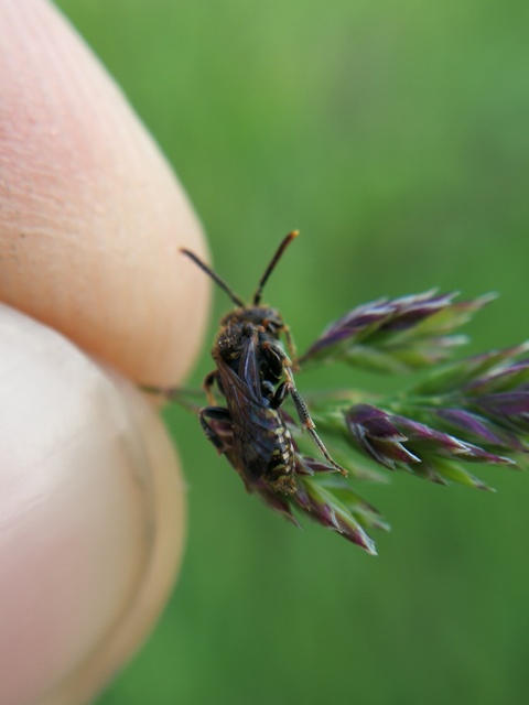 Nomada
