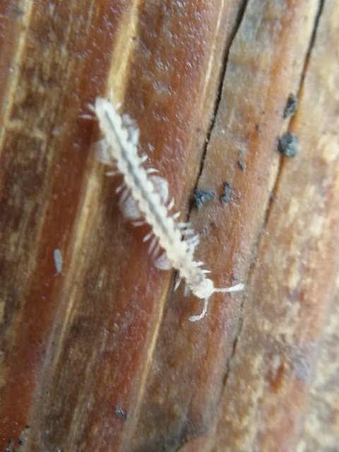 Polydesmidae