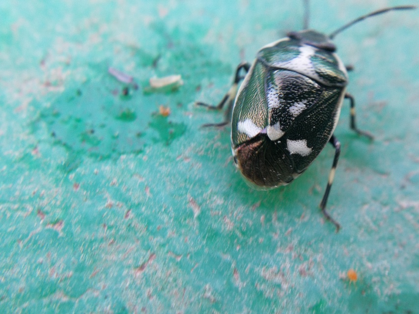 Eurydema oleracea - paréjpoloska Eurydema oleracea - paréjpoloska
