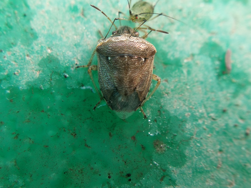Eysarcoris ventralis - fakó feketefejű-poloska Eysarcoris ventralis - fakó feketefejű-poloska