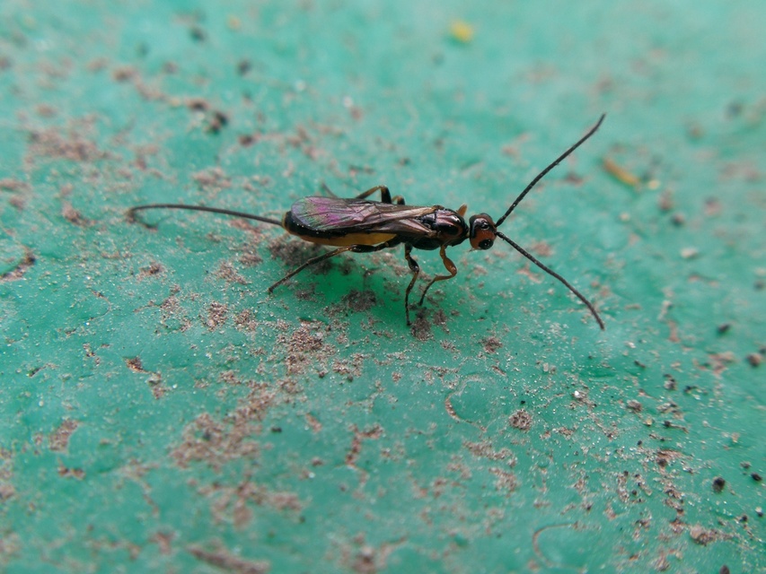 Braconidae - gyilkosfürkészek