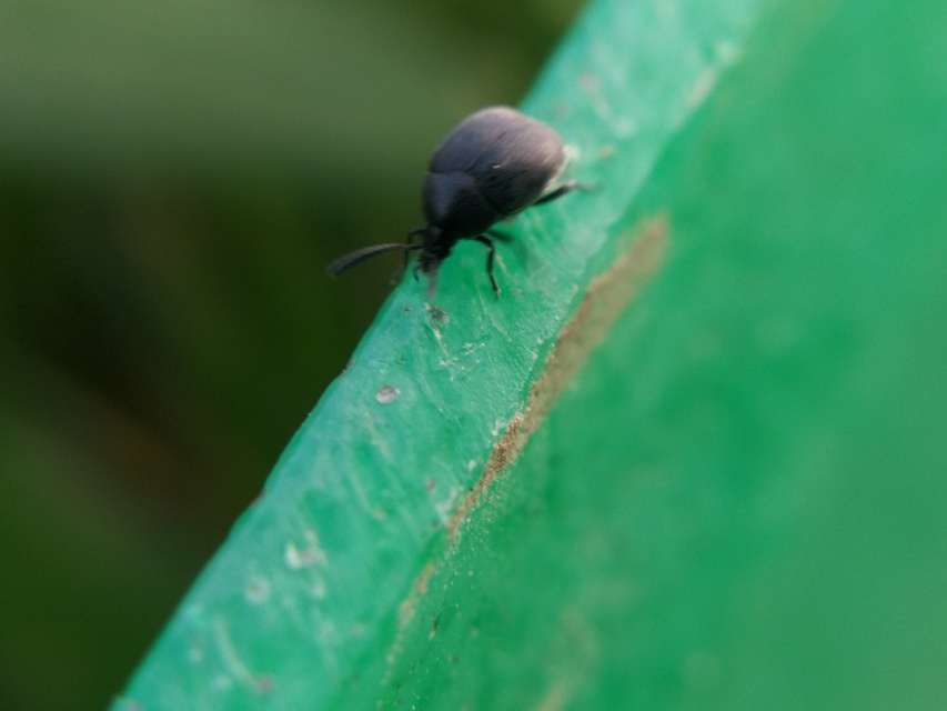 Spermophagus