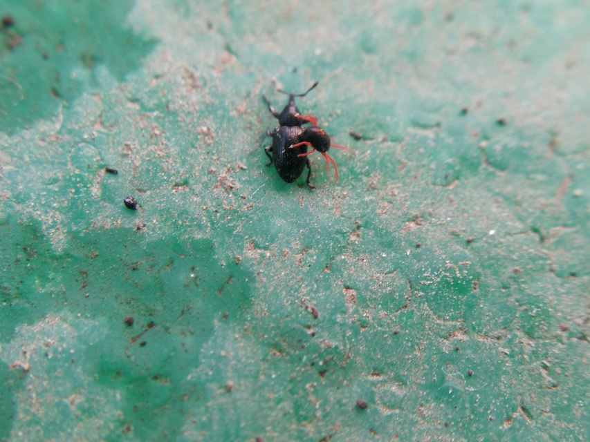 Smicronyx