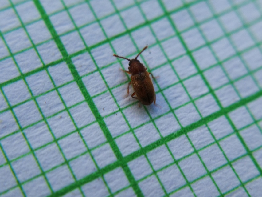 Cryptophagidae - penészbogárfélék