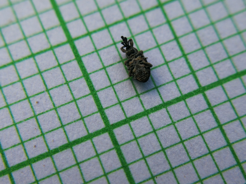 Smicronyx