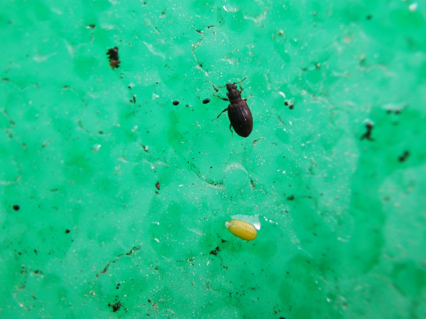 Latridiidae - pudvabogárfélék Latridiidae - pudvabogárfélék
