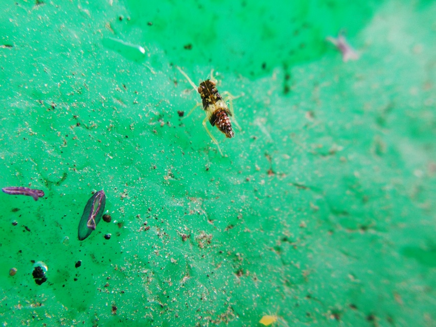 Cicadellidae - mezeikabócák