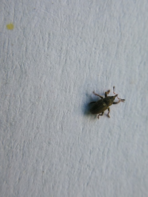 Tychius
