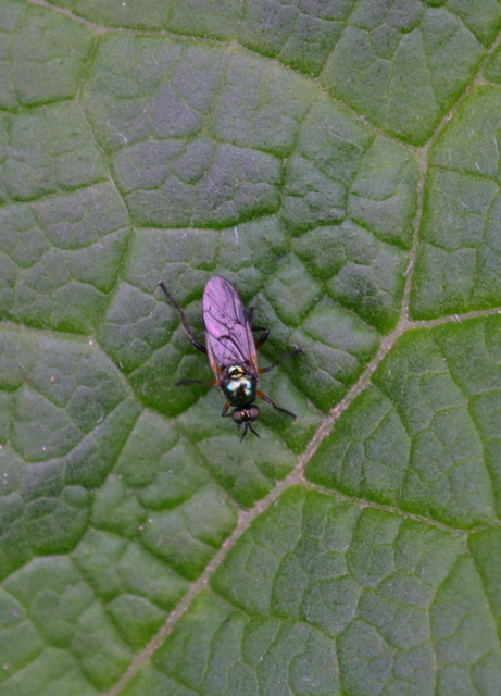 Beris