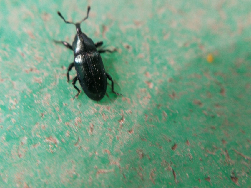 Aulacobaris caerulescens - fémes repcebáris