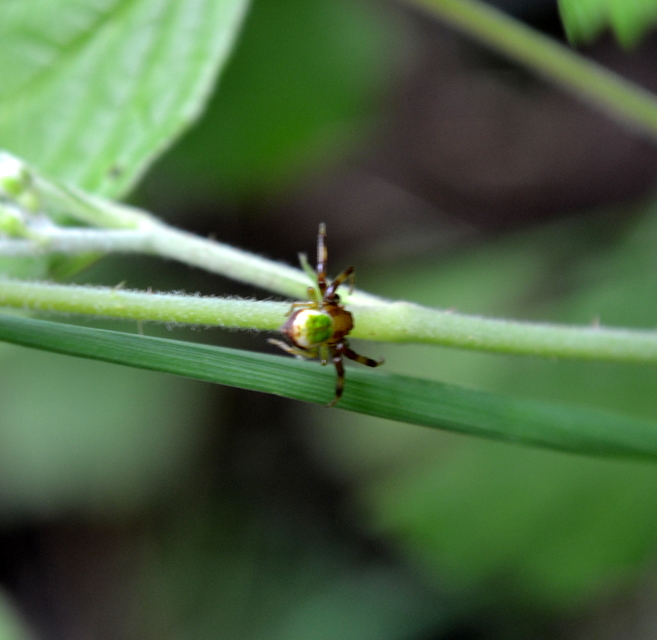 Ebrechtella tricuspidata - alakoskodó karolópók