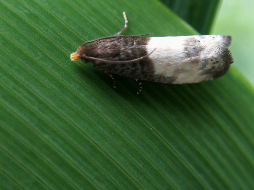 Notocelia cynosbatella - rózsahajtás-tükrösmoly