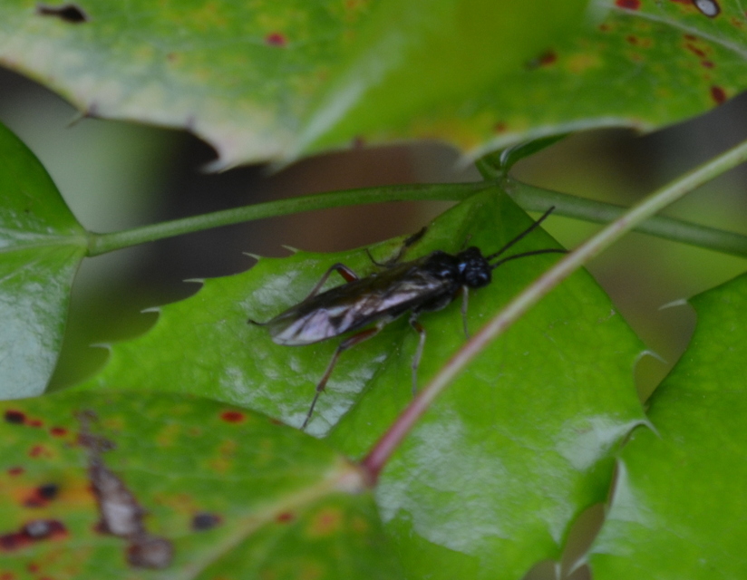 Tenthredinidae - valódi levéldarazsak