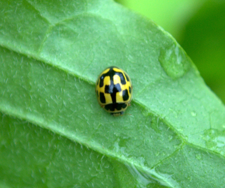 Propylea quatuordecimpunctata - tizennégypettyes füsskata